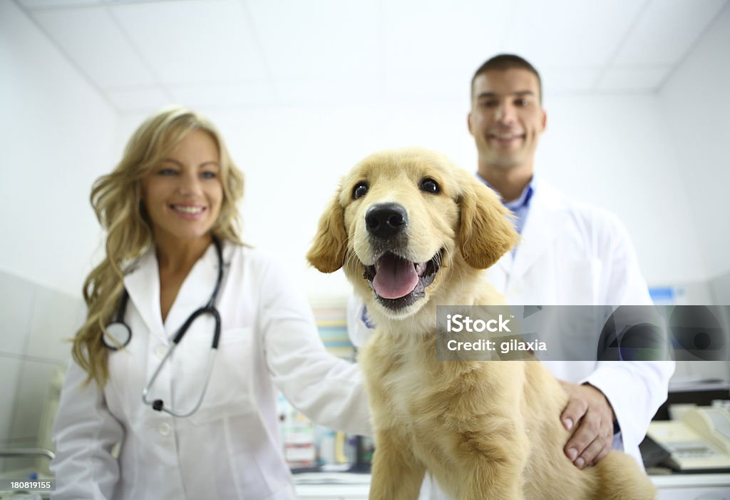 Smiling vets with cute retriever puppy. Smiling young to middle aged male and female veterinarians with cute retriever puppy after medical exam.She's fine and happily looking at her owner,slightly above camera level 30-39 Years Stock Photo