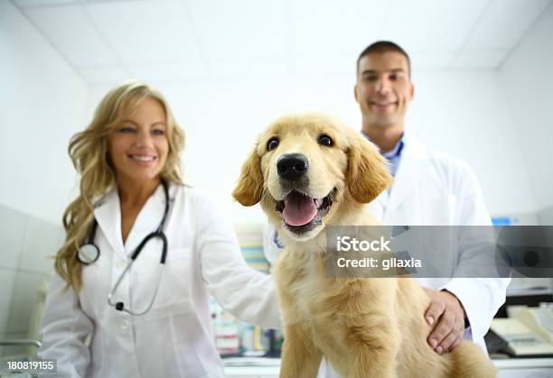 Smiling Vets With Cute Retriever Puppy Stock Photo - Download Image Now - 30-39 Years, Adult, Animal