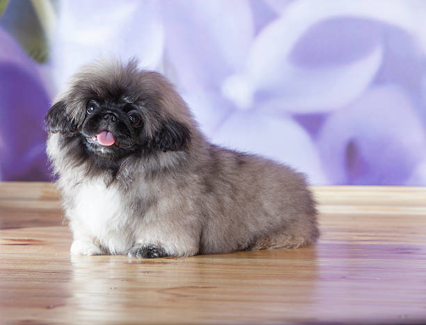 istock Fluffy cute puppy with tongue out 180819203