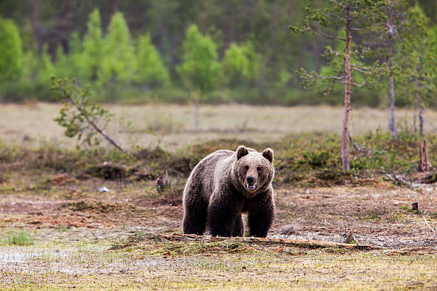 istock Brown bear is walking in the swamp 180819295