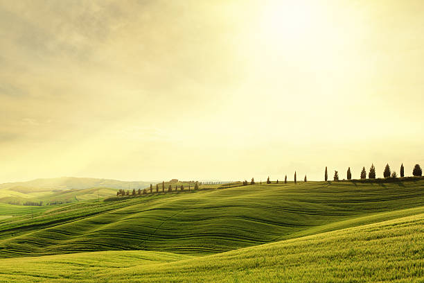 Val d'Orcia hillside sunset in Tuscany, Italy The hills of Val d'Orcia covered with green spring wheat (Tuscany, Italy) at sunset. valley stock pictures, royalty-free photos & images