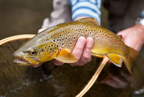 istock Man Holding Brown Trout Before Releasing It. 180819448