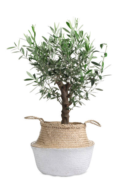 istock Beautiful young potted olive tree isolated on white 1808195207