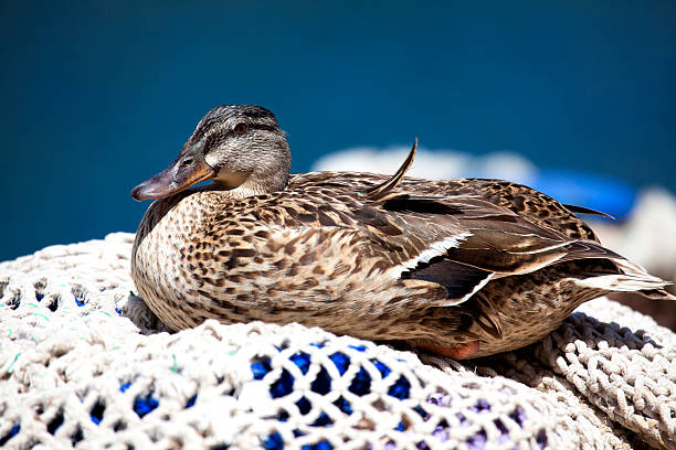 istock Duck sitting on fishing net, Majorca, Spain 180819540