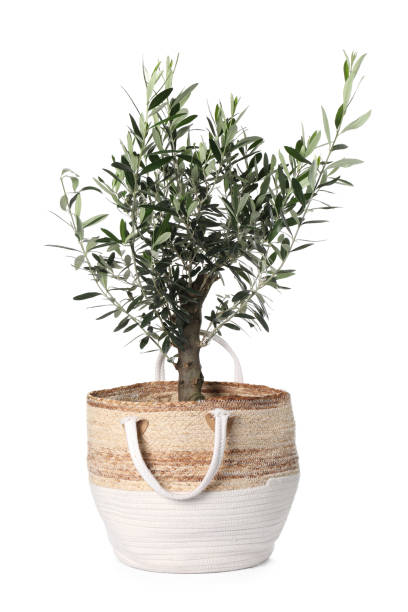istock Beautiful young potted olive tree isolated on white 1808195730