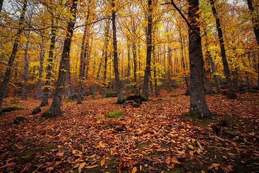 Forest slope of a Chestnut grove in autumn in Avila, Spain. Close-up of fallen leaves. Brown, ochre and yellow colors.