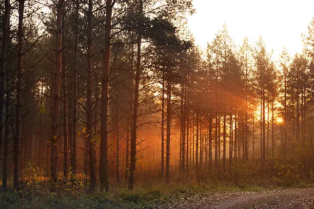 Photo of Forest Road