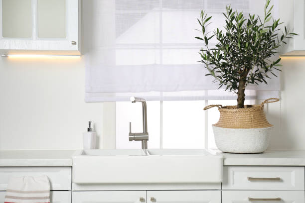 istock Beautiful potted olive tree on white countertop in stylish kitchen 1808196876