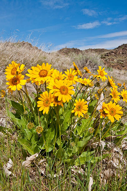 Arrowleaf Balsamroot Close-Up Arrowleaf Balsamroot (Balsamorhiza sagittata) is a North American flowering plant in the sunflower tribe of the aster family. It is widespread across the western United States and western Canada. It is drought tolerant and grows in diverse habitats from grassland to mountain forest and desert. The plant’s native range extends from British Columbia to the Mojave Desert of California and as far east as the Black Hills of South Dakota. The round to oval shaped leaves are covered in fine hair. The distinctive orange-yellow leaves make the plant easy to identify. These arrowleaf balsamroot were photographed in Cowiche Canyon near Yakima, Washington State, USA. balsam root stock pictures, royalty-free photos & images