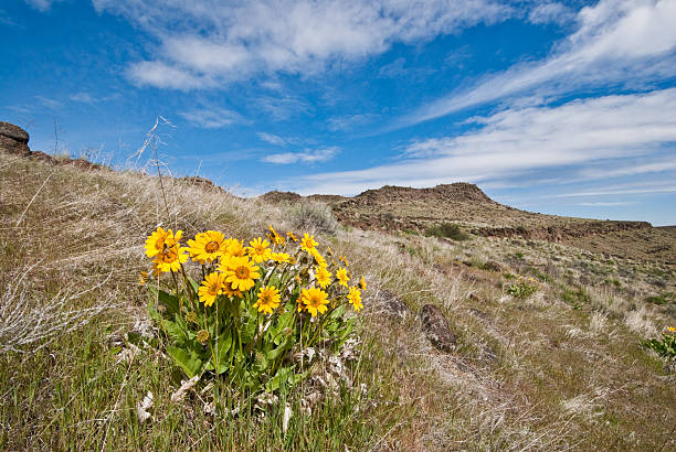 Arrowleaf Balsamroot Blooming in Cowiche Canyon Arrowleaf Balsamroot (Balsamorhiza sagittata) is a North American flowering plant in the sunflower tribe of the aster family. It is widespread across the western United States and western Canada. It is drought tolerant and grows in diverse habitats from grassland to mountain forest and desert. The plant’s native range extends from British Columbia to the Mojave Desert of California and as far east as the Black Hills of South Dakota. The round to oval shaped leaves are covered in fine hair. The distinctive orange-yellow leaves make the plant easy to identify. These arrowleaf balsamroot were photographed in Cowiche Canyon near Yakima, Washington State, USA. jeff goulden washington state desert stock pictures, royalty-free photos & images