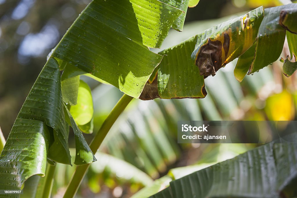 Folha de bananeira com Pingos de Chuva após um Aguaceiroweather condition - Royalty-free Bananeira Foto de stock