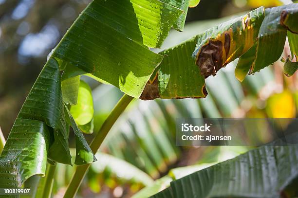 Folha De Bananeira Com Pingos De Chuva Após Um Aguaceiroweather Condition - Fotografias de stock e mais imagens de Bananeira