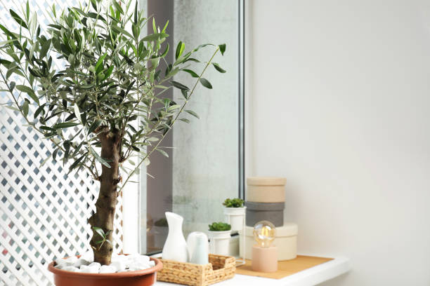 istock Beautiful potted olive tree and stylish accessories on window sill indoors 1808199205