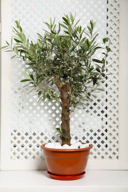 istock Beautiful potted olive tree on window sill indoors 1808199527