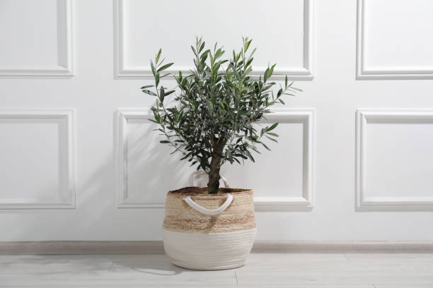 istock Beautiful young potted olive tree near white wall indoors. Interior element 1808200068