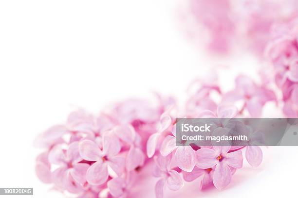 Photo libre de droit de Lilas Fleurs Sur Blanc banque d'images et plus d'images libres de droit de Fleur - Flore - Fleur - Flore, Lilas, Rose