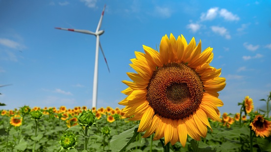 Electric power generating wind turbines working on a sunflower field at sunny windy day. Concept of renewable energy, nature protection, alternative energy sources and agriculture