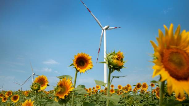 armonia agricola: turbine eoliche che generano energia rinnovabile in paesaggi pieni di girasoli - farm scenics landscape alternative energy foto e immagini stock