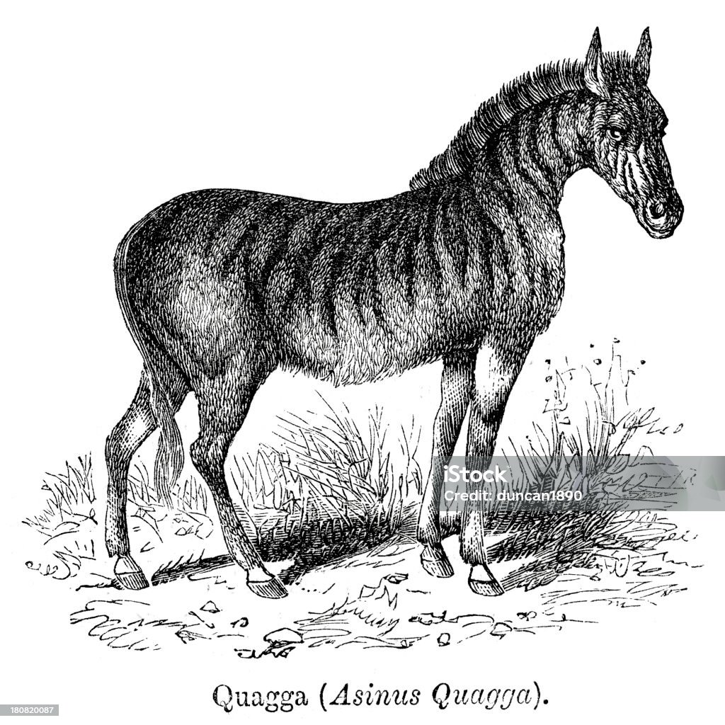 Quagga - Ilustração de Animais de Safári royalty-free