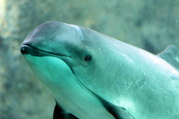 好奇心の強いネズミイルカ - dolphin porpoise mammal sea ストックフォトと画像