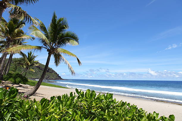 пальмы на пляж - reunion стоковые фото и изображения