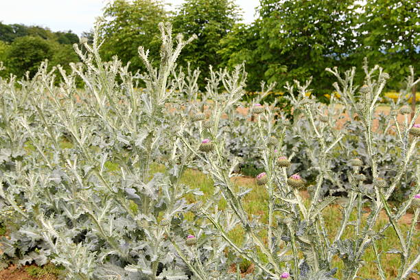 distel-onopordum acaulon - purple thistle stock-fotos und bilder