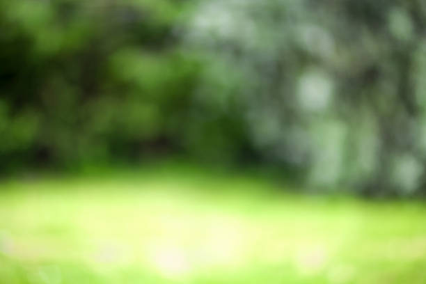 Trees and Grass Completely defocused nature background ornamental garden photos stock pictures, royalty-free photos & images