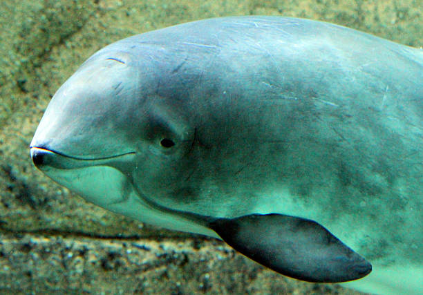 水中の笑顔 - dolphin porpoise mammal sea ストックフォトと画像