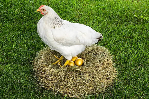 Photo of Hen that lays golden eggs