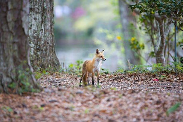istock Mother Red Fox with Dinner at Her Feet Horizontal 180820551