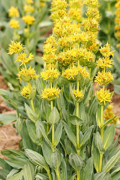Yellow gentian (gentiana lutea) Gentiana lucea - Yellow Gentian enzian stock pictures, royalty-free photos & images