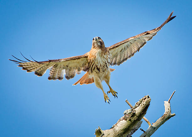 istock Red Tailed Hawk Takes Flight Branch Wings Spread Horizontal 180820935