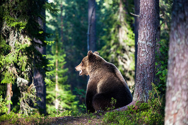 istock Brown bear is sitting in the forest 180820978
