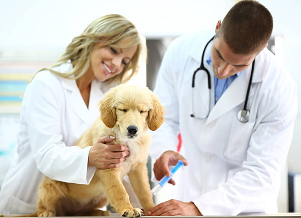 istock Vets giving shot to a puppy. 180821067