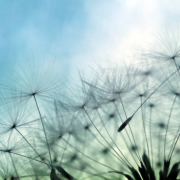 istock Macro Shot Of Dandelion Seed 180821076