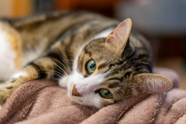 istock Curious domestic cat portrait with green eyes 1808211506