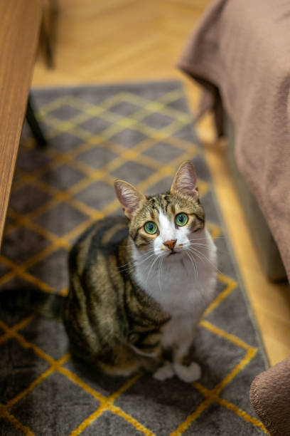istock Curious domestic cat portrait with green eyes 1808211510