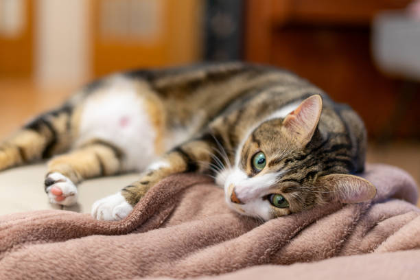 istock Curious domestic cat portrait with green eyes 1808211515