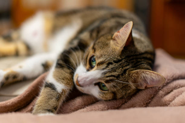 istock Curious domestic cat portrait with green eyes 1808211519