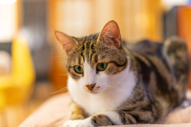 istock Curious domestic cat portrait with green eyes 1808211533