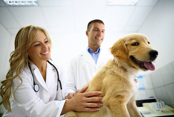 istock Smiling vets with cute retriever puppy. 180821154