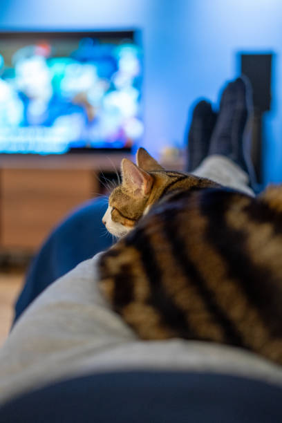 istock Small tiger stripped cat, laying on person's legs 1808212049
