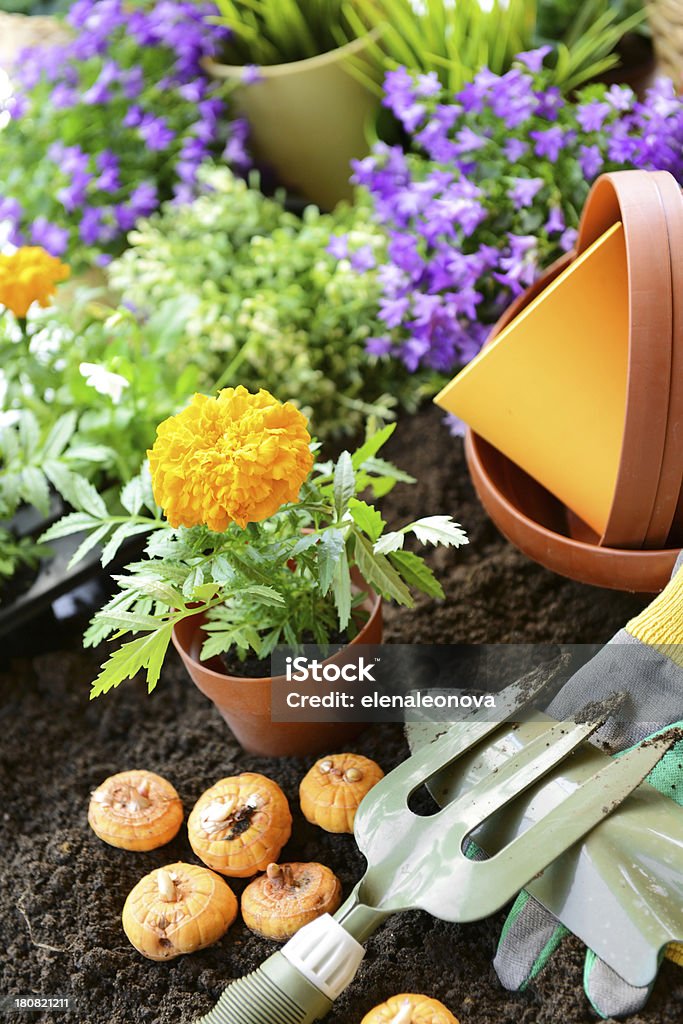 kwiaty w ogrodzie - Zbiór zdjęć royalty-free (Aksamitka)