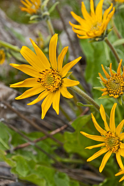 Arrowleaf Balsamroot Close-Up Arrowleaf Balsamroot (Balsamorhiza sagittata) is a North American flowering plant in the sunflower tribe of the aster family. It is widespread across the western United States and western Canada. It is drought tolerant and grows in diverse habitats from grassland to mountain forest and desert. The plant’s native range extends from British Columbia to the Mojave Desert of California and as far east as the Black Hills of South Dakota. The round to oval shaped leaves are covered in fine hair. The distinctive orange-yellow leaves make the plant easy to identify. These arrowleaf balsamroot were photographed in Umtanum Creek Canyon near Ellensburg, Washington State, USA. jeff goulden washington state desert stock pictures, royalty-free photos & images