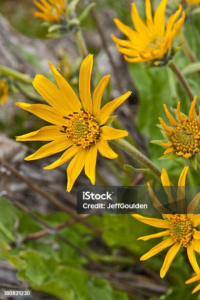 Arrowleaf Balsamroot Closeup Stock Photo - Download Image Now - Washington State, Yakima River Canyon, Arrowleaf Balsamroot