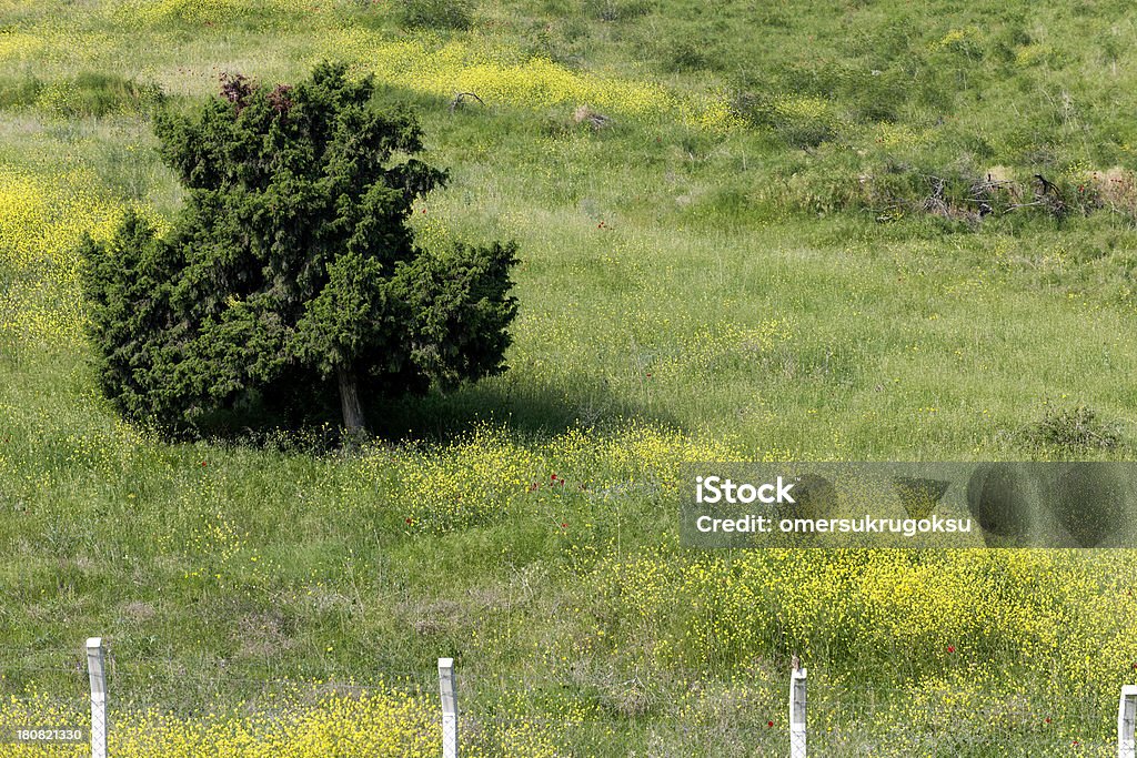 La Nature - Photo de Arbre libre de droits