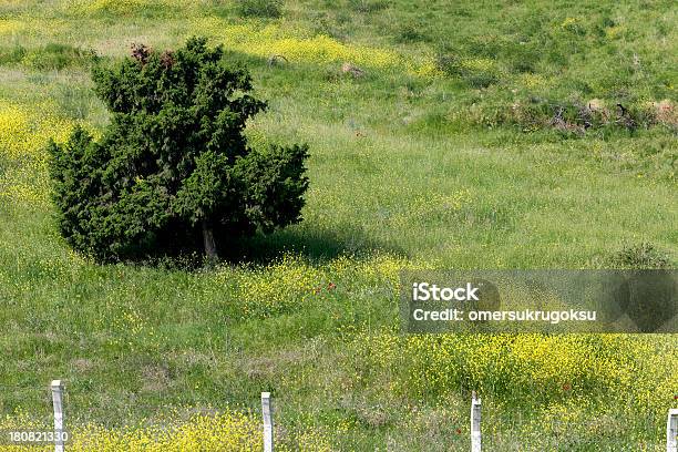 Photo libre de droit de La Nature banque d'images et plus d'images libres de droit de Arbre - Arbre, Champ, Court - Longueur