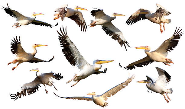 collection of pelicans in flight