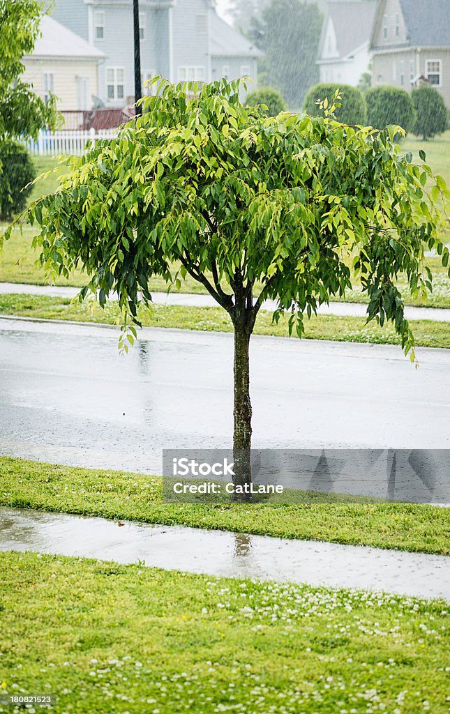Tempestade de chuva torrencial durante o verão - Foto de stock de Ausência royalty-free