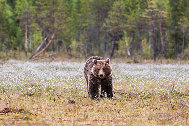 istock Brown bear is walking in the swamp 180821530